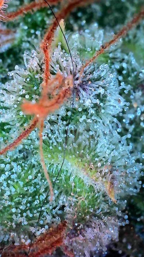 Epic Buzz Auto. Week 14