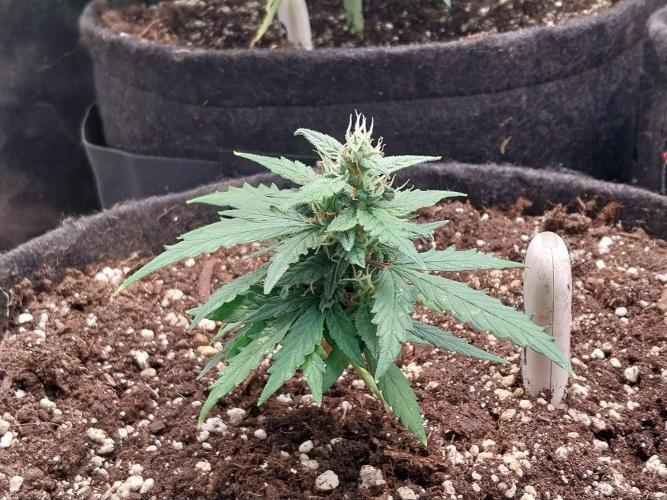 Pickdame. Week 11 - 22/05