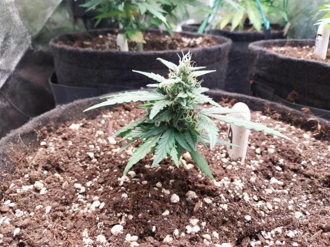 Epic Buzz Auto. Week 11