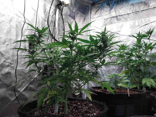 White Widow. Week 7