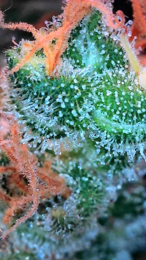 Auto Black Opium. Week 17