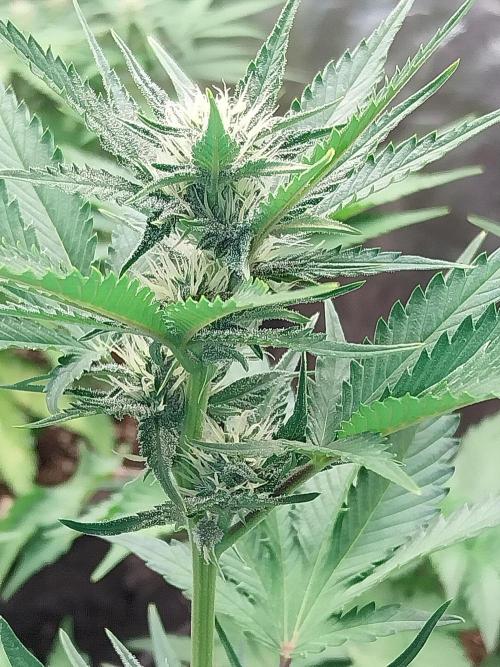Guava Auto RF3. Week 6