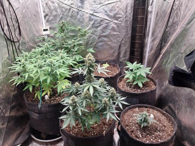 Amnesia Haze Automatic. Week 3