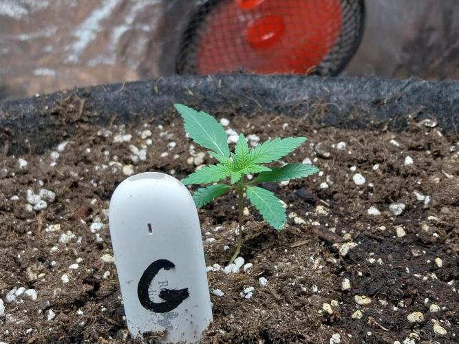 Strawberry Gorilla Auto. Week 2