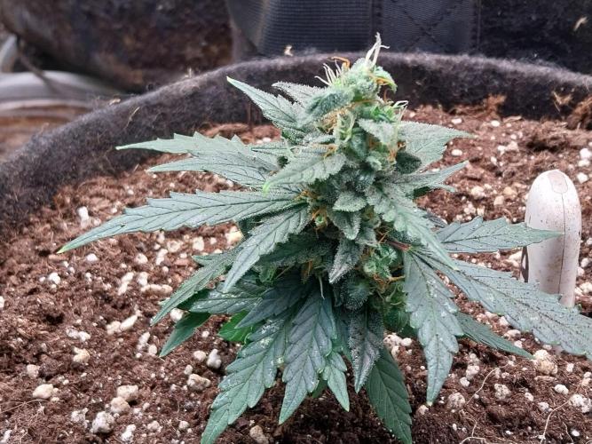 Epic Buzz Auto. Week 12