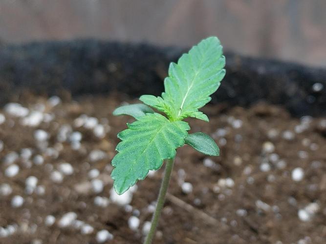 mimosa auto. Week 0