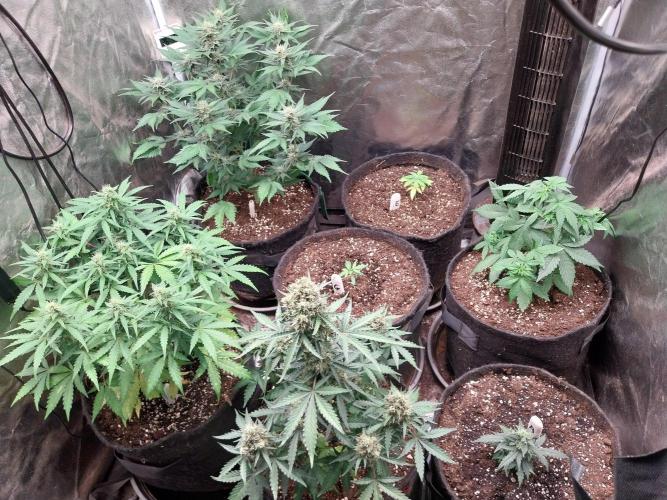 White Widow. Week 8
