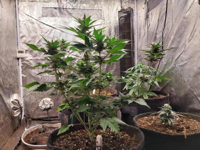 Guava Auto RF3. Week 7