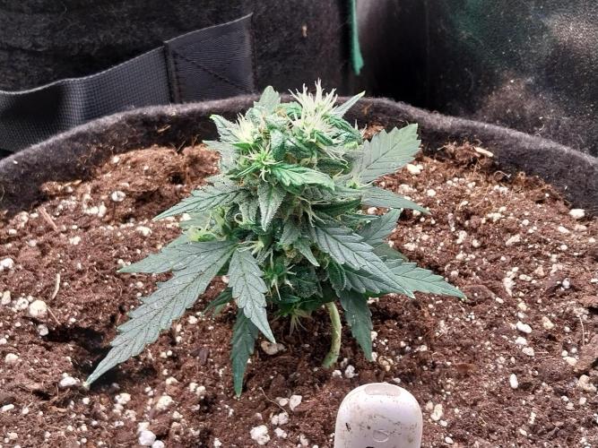 Pickdame. Week 13 - 06/06