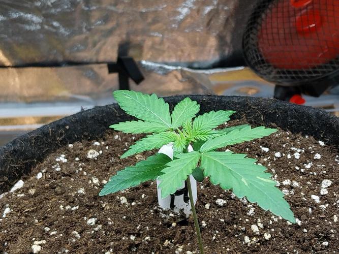 mimosa auto. Week 1