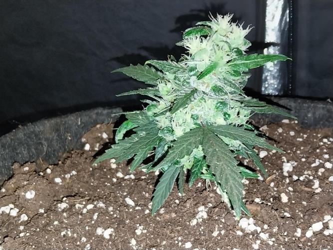 Pickdame. Week 14 - 09/06