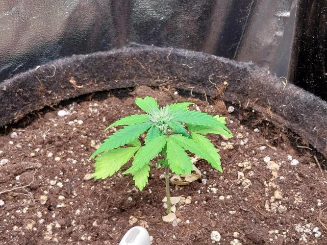 missterre. Week 6