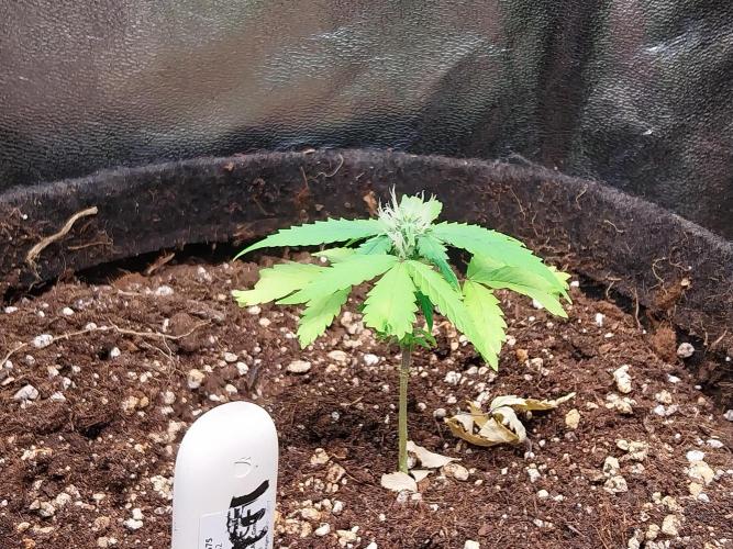missterre. Week 6