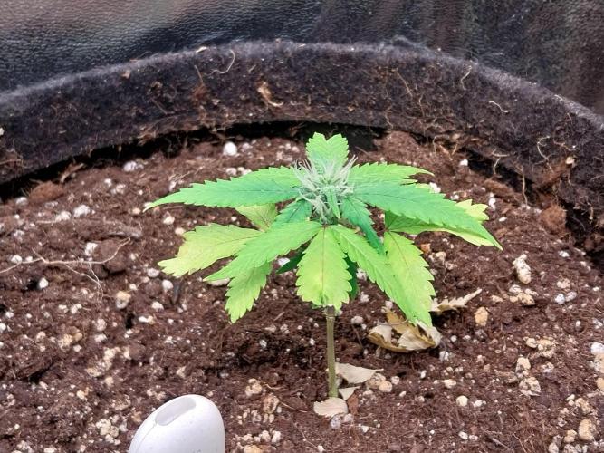 missterre. Week 6