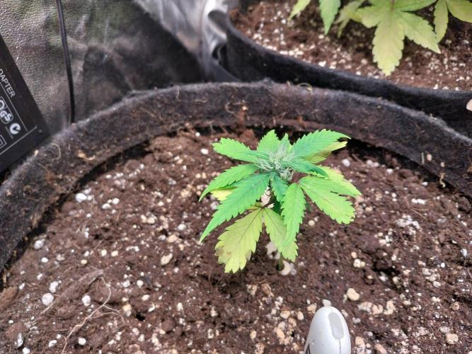 missterre. Week 6