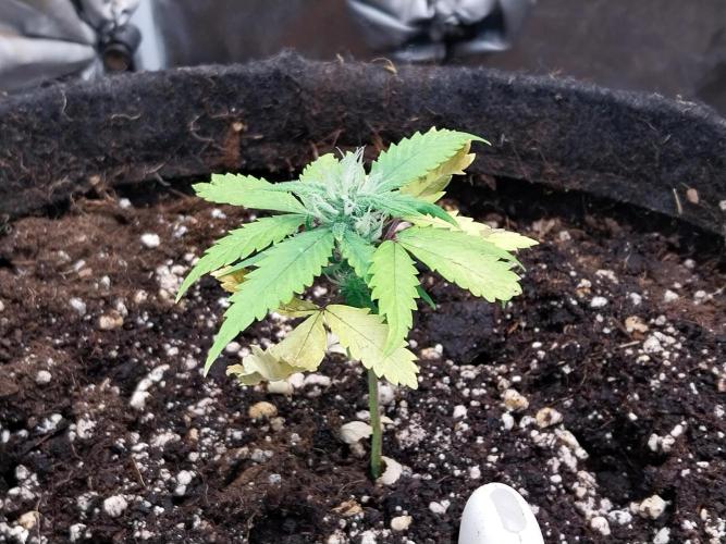 missterre. Week 6