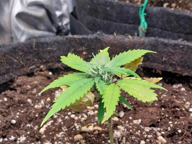missterre. Week 6