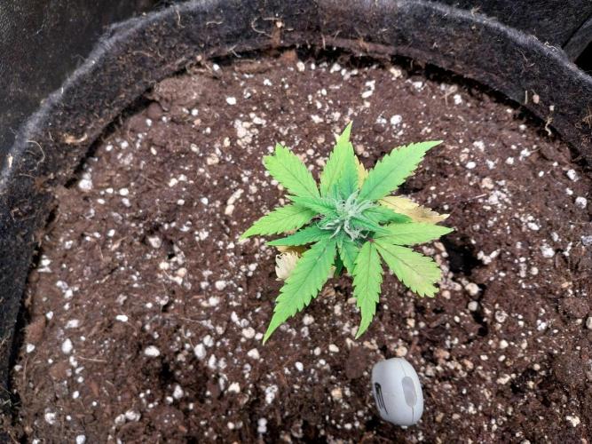 missterre. Week 6