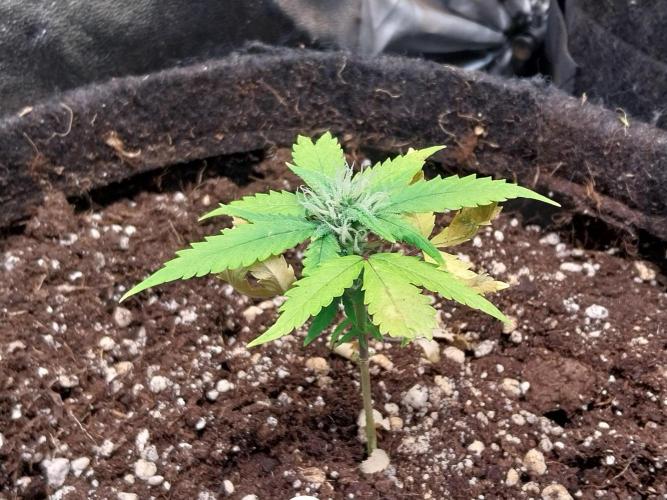 missterre. Week 6