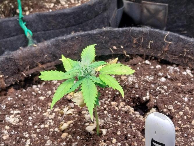 missterre. Week 6