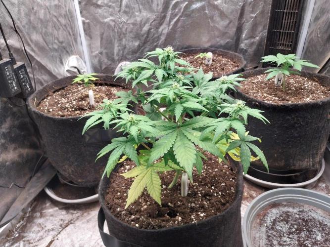 Amnesia Haze Automatic. Week 5