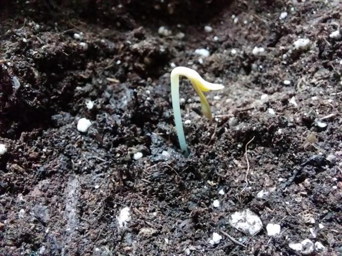 Clairette Deudihoui. Week 0 - 08/06
