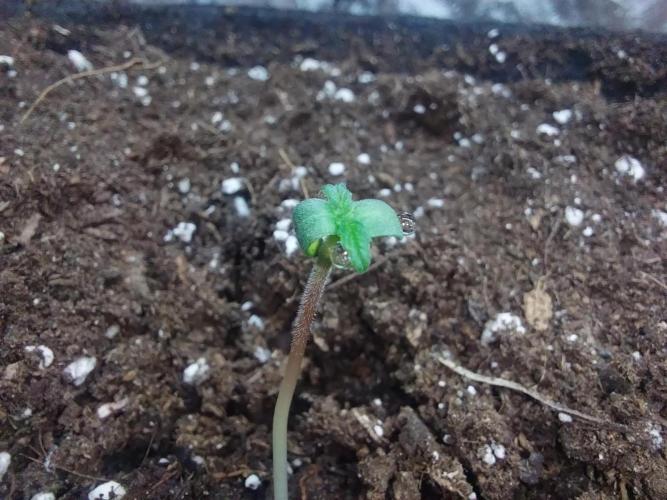 Clairette Deudihoui. Week 0 - 09/06