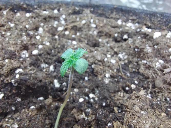 Clairette Deudihoui. Week 0 - 10/06