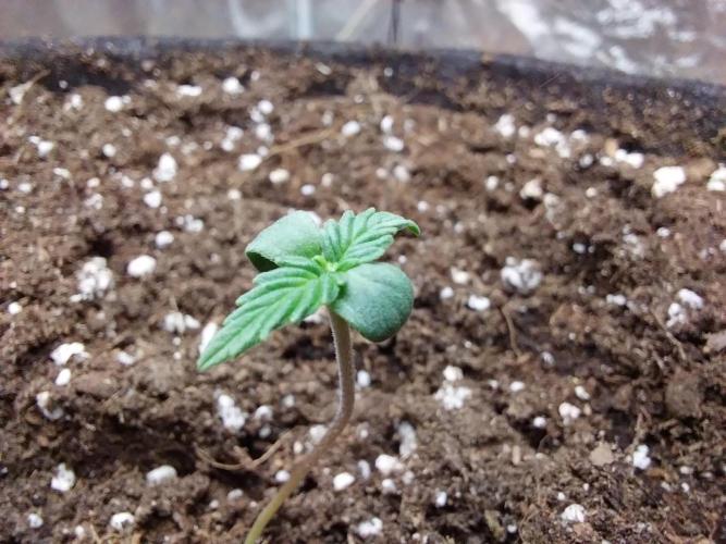 Clairette Deudihoui. Week 0 - 11/06
