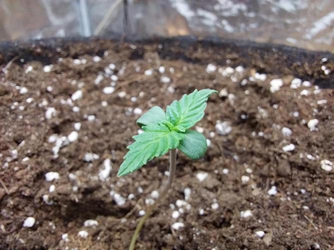 Clairette Deudihoui. Week 0 - 12/06