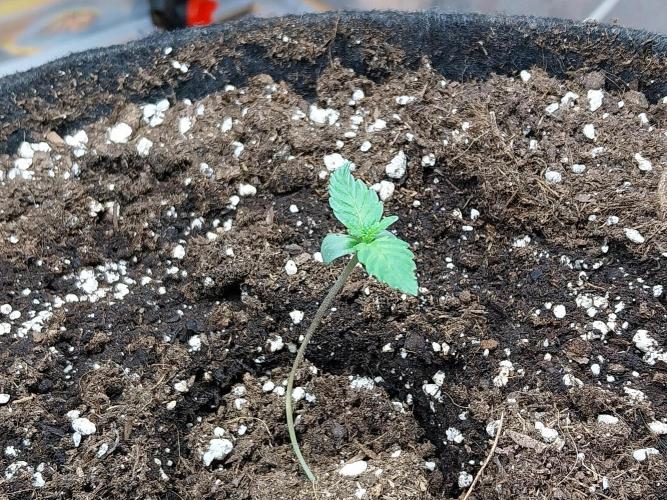 Clairette Deudihoui. Week 0 - 13/06