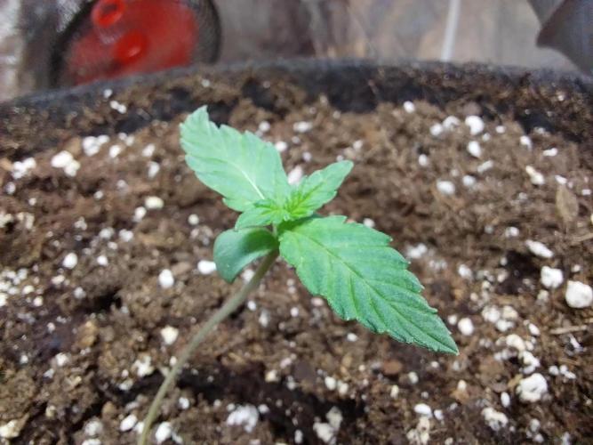 Clairette Deudihoui. Week 0 - 14/06