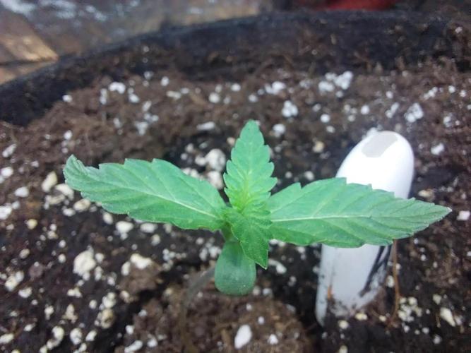 Clairette Deudihoui. Week 0 - 15/06 