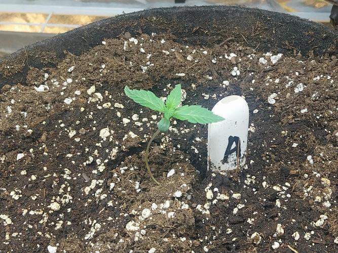Clairette Deudihoui. Week 0 - 15/06