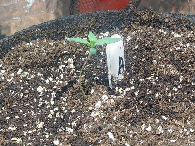 Clairette Deudihoui. Week 0 - 15/06