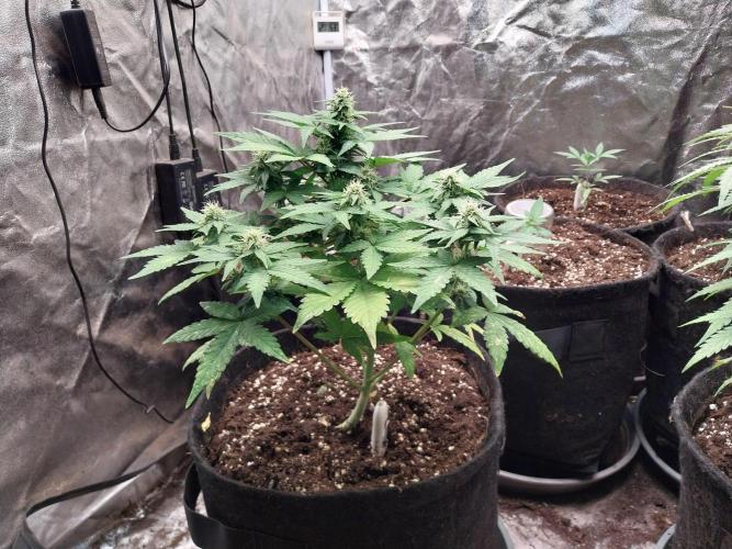 Amnesia Haze Automatic. Week 6