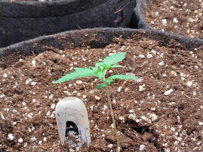 Clairette Deudihoui. Week 1 - 18/06