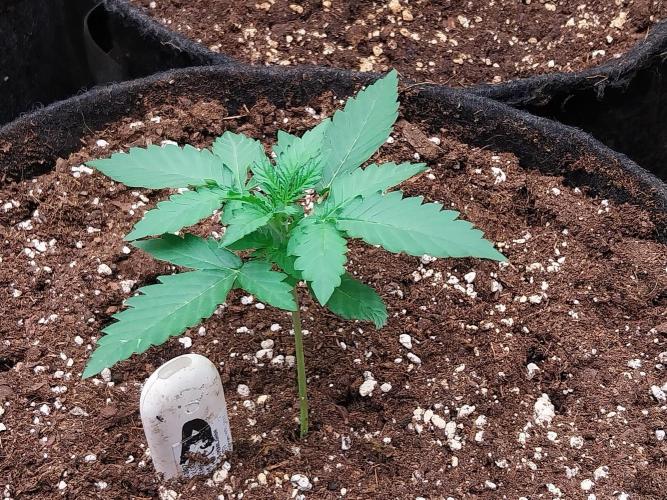 White Widow Auto. Week 1