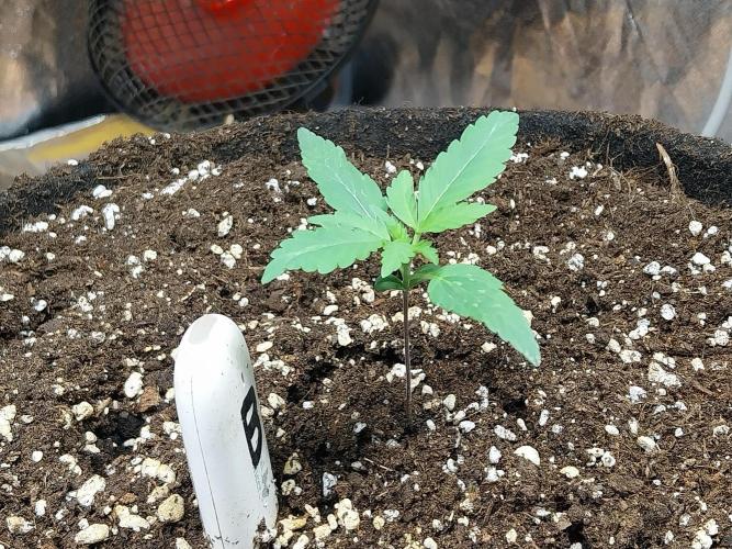 Frozen Face Auto. Week 1
