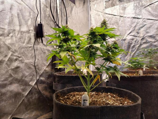 Amnesia Haze Automatic. Week 7