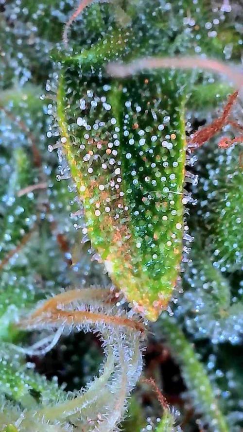 White Widow. Week 12