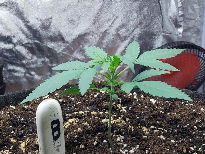 Frozen Face Auto. Week 2