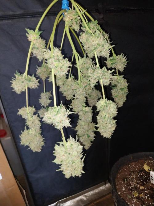 Guava Auto RF3. Week 11