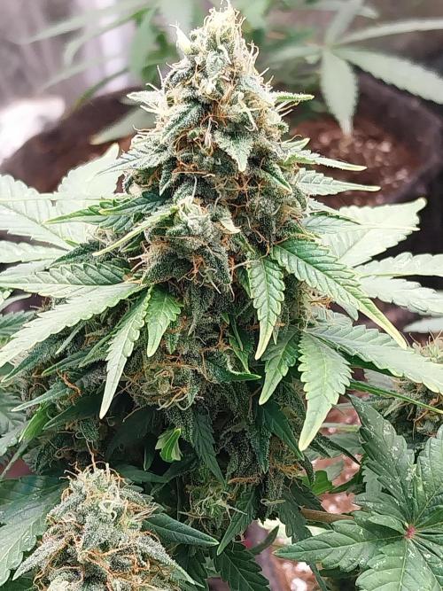 Amnesia Haze Automatic. Week 8