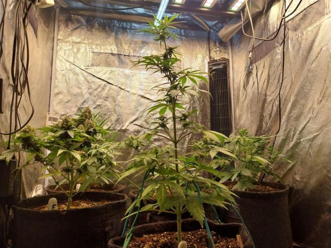 mimosa auto. Week 5