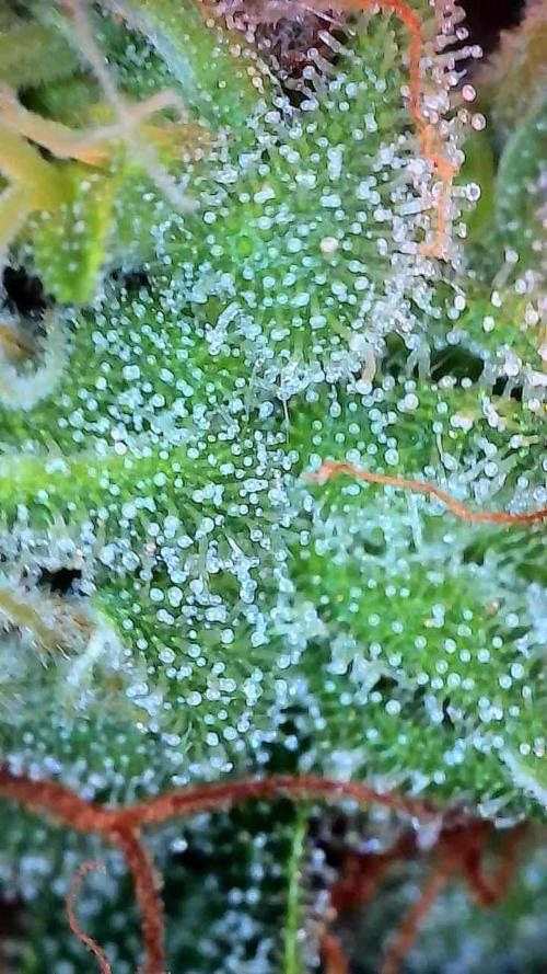 White Widow. Week 13