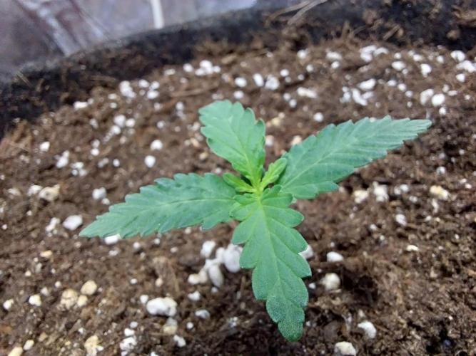 Guava Auto RF3. Week 1