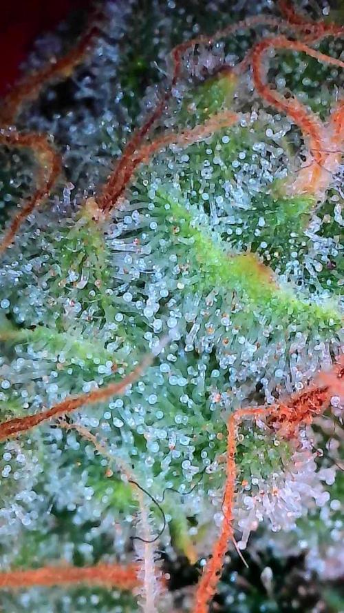 Amnesia Haze Automatic. Week 9