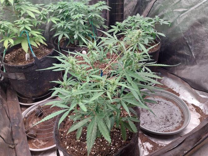 KongKiss thadore. Week 8