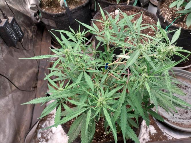 Strawberry Gorilla Auto. Week 8